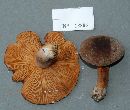 Lactarius corrugis image