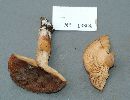 Lactarius corrugis image