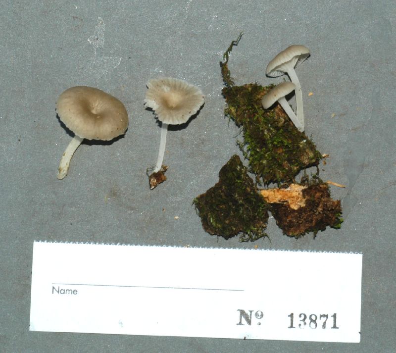 Clitocybe ulmicola image