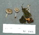 Clitocybe ulmicola image