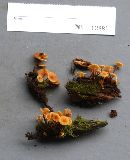 Xeromphalina campanella image