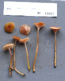 Hygrocybe laeta var. laeta image