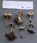 Clitocybe thujana image