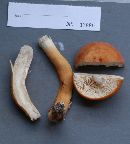 Lactarius volemus image