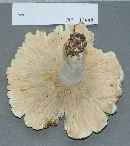 Lactarius subvellereus image