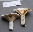 Lactarius deceptivus image