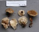 Lactarius gerardii image