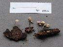 Marasmius rotula image