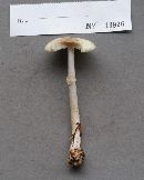 Amanita phalloides image