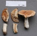 Russula dissimulans image