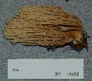 Ramaria stricta image