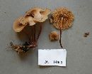 Marasmius cohaerens var. lachnophyllus image