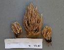 Ramaria concolor image