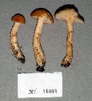 Hygrocybe pratensis image