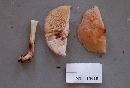 Rhodocollybia maculata image