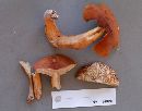 Lactarius volemus image