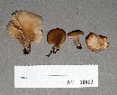 Hohenbuehelia petaloides image