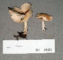 Clitocybe gibba image
