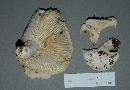 Lactarius subvellereus image