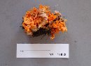 Craterellus odoratus image