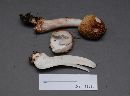 Amanita flavorubescens image