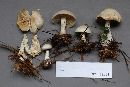 Clitocybe highlandensis image