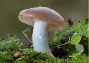 Boletus badius image