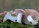 Hygrocybe colemanniana image