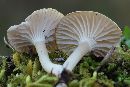 Hygrocybe virginea var. fuscescens image