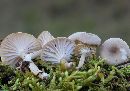 Hygrocybe virginea var. fuscescens image