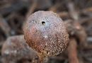 Tulostoma verrucosum image