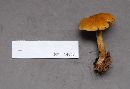 Cortinarius semisanguineus image