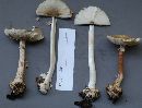 Amanita brunnescens image