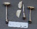 Amanita cothurnata image