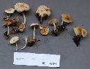 Clitocybe highlandensis image