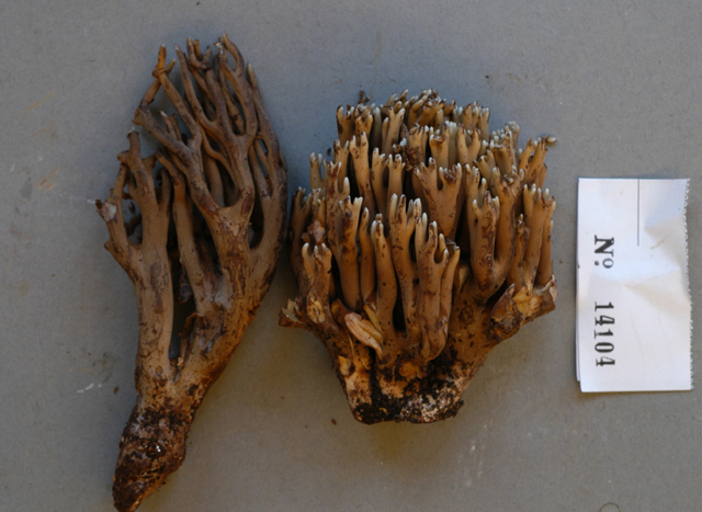Ramaria zippelii image