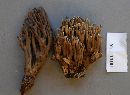 Ramaria zippelii image