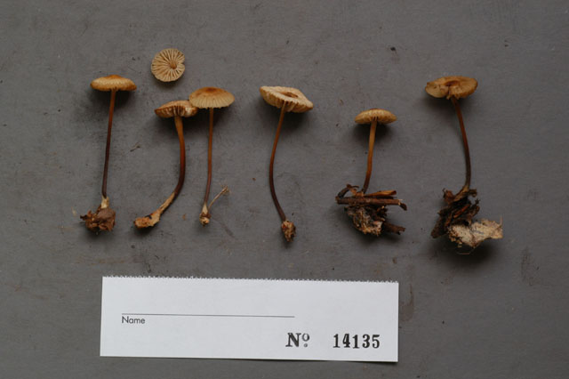 Marasmius torquescens image