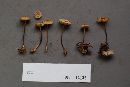 Marasmius torquescens image