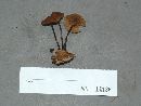 Marasmius cohaerens image