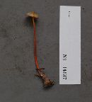 Mycena crocata image