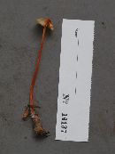 Mycena crocata image