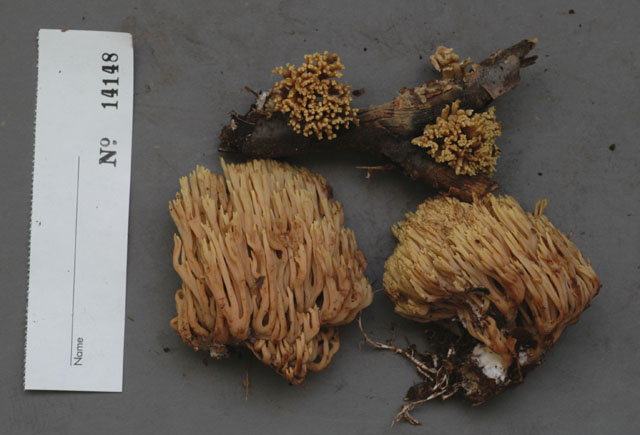 Ramaria fagicola image