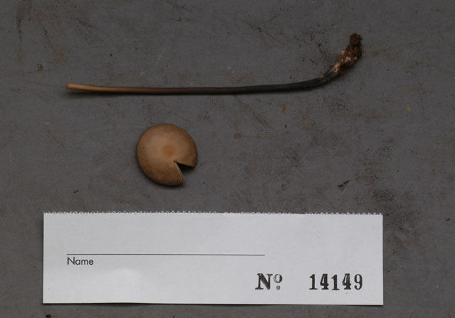 Mycetinis alliaceus image