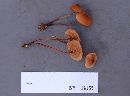 Marasmius cohaerens image