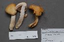 Cortinarius caperatus image