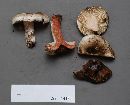 Russula nigricans image