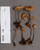 Marasmius torquescens image