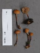 Marasmius cohaerens image