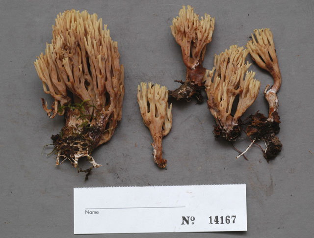 Ramaria fagicola image